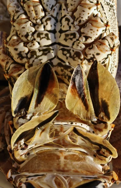 Кубинский омар крупным планом (Panulirus argus ) — стоковое фото