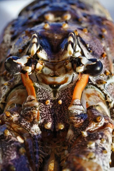Kubański homara oczy zbliżenie (Panulirus argus) — Zdjęcie stockowe