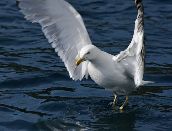 Italy, Tuscany, Elba Island, seagull — Stock Photo, Image