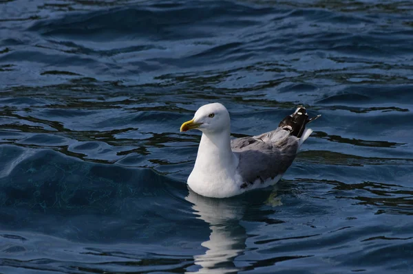 Italie, Toscane, Île d'Elbe, mouette — Photo