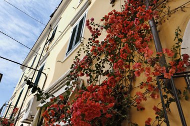 İtalya, Toskana, elba Adası, porto azzurro, kırmızı bouganville