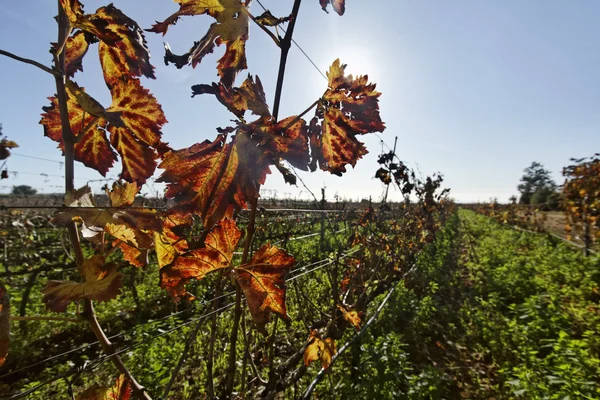 Italië, Sicilië, platteland, wijngaarden in de winter — Stockfoto
