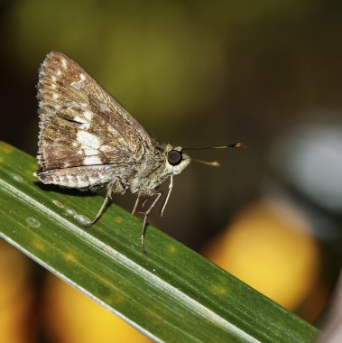 Tayland, chang mai, bir tesisi tropikal kelebek