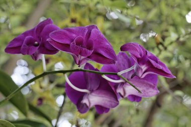 Tayland, koh samui, orkide çiçekleri (orchis sp.)