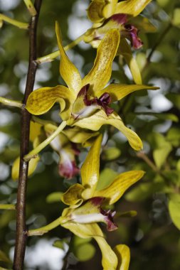 Tayland, koh samui, orkide çiçekleri (orchis sp.)