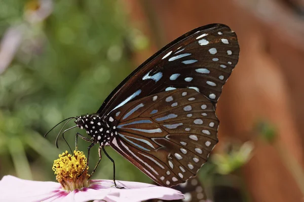 Thailand, Chang Mai, tropical butterfly on a flower — Stock Photo, Image