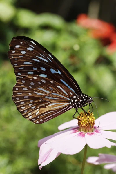 Thailand, Chang Mai, tropical butterfly on a flower — Stock Photo, Image