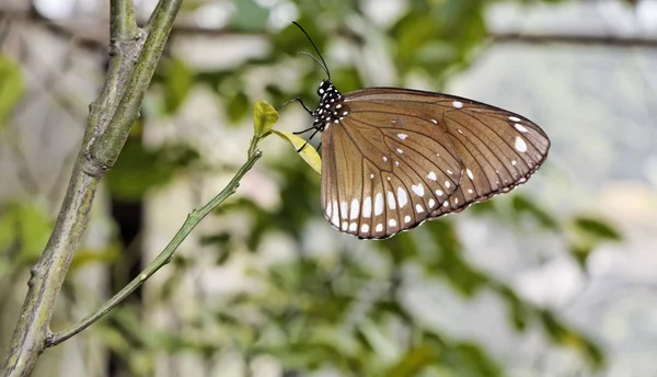 Thailand, Chang Mai, tropical butterfly on a plant — Stock Photo, Image