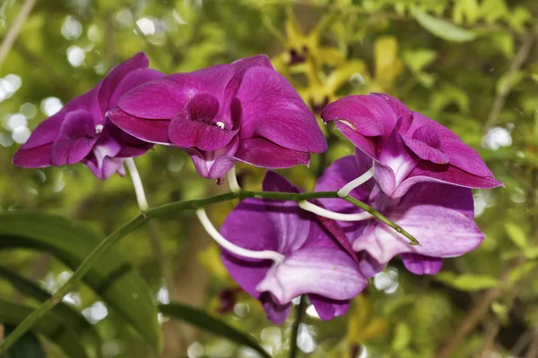 Tayland, koh samui, orkide çiçekleri (orchis sp.)