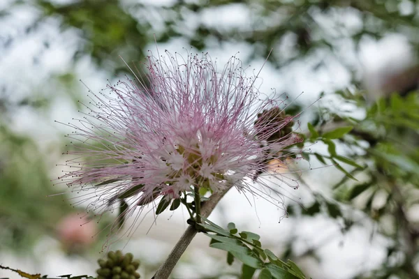 Tajlandia, koh samui, tropikalny kwiat — Zdjęcie stockowe