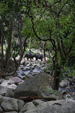 Thailand, Koh Samui (Samui Island), elephants at Namuang waterfall clipart