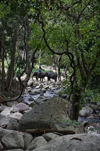 Tayland, koh samui (samui Adası), filler, namuang Şelalesi