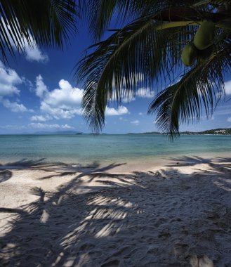 Tayland, koh samui (samui Adası), plaj ve Hindistan cevizi hurma ağaçlarının görünümü