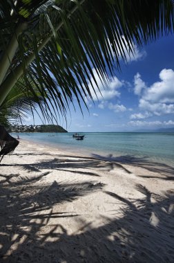 Tayland, koh samui (samui Adası), plaj ve Hindistan cevizi hurma ağaçlarının görünümü