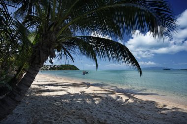 Tayland, koh samui (samui Adası), plaj ve Hindistan cevizi hurma ağaçlarının görünümü