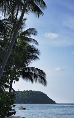 Tayland, koh samui (samui Adası), plaj ve Hindistan cevizi hurma ağaçlarının görünümü