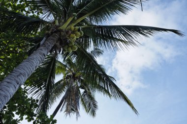 Tayland, koh samui (samui Adası), Hindistan cevizi hurma ağaçları sahilde