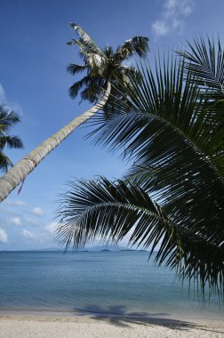 Tayland, koh samui (samui Adası), plaj ve Hindistan cevizi hurma ağaçlarının görünümü