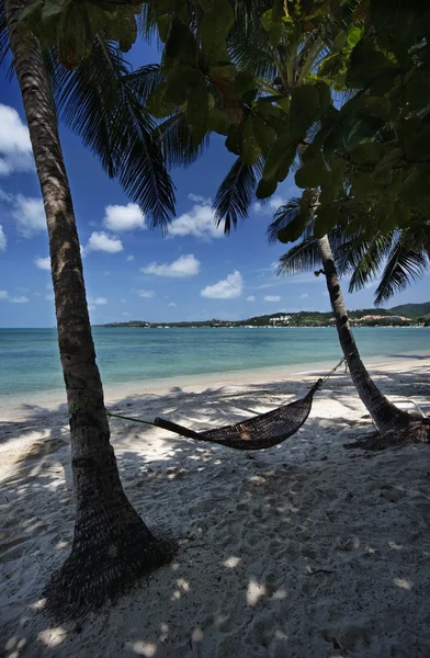 タイ、サムイ島 (サムイ島)、ビーチ、ココナッツ、ヤシの木の表示 — ストック写真