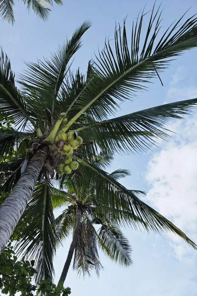 태국, 코 사무이 (samui 섬), 해변에서 코코넛 야 자 나무 — 스톡 사진