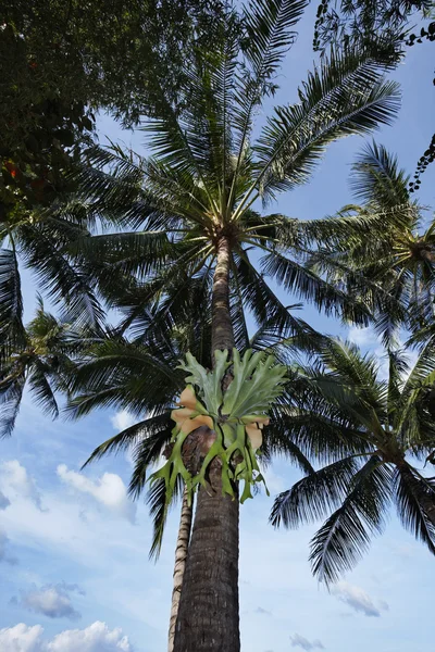 Thailanda, Koh Samui (Insula Samui), palmieri de nucă de cocos pe plajă — Fotografie, imagine de stoc