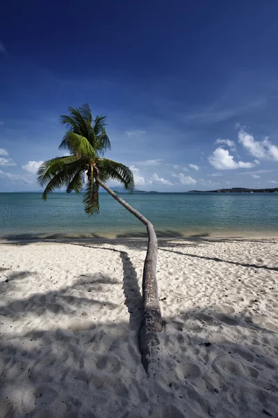 Thaiföld, koh samui (samui sziget), kókusz Pálma fa a parton — Stock Fotó