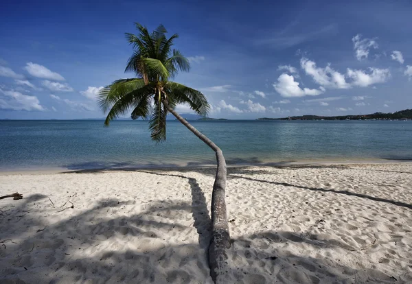 Tailândia, Koh Samui (Samui Island), coqueiro na praia — Fotografia de Stock