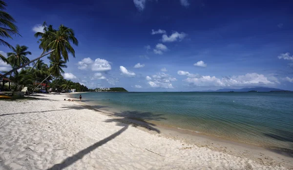 Tailandia, Koh Samui (Isla Samui), palmeras de coco en la playa —  Fotos de Stock
