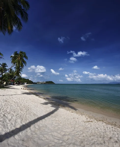 Thaiföld, koh samui (samui sziget), kókusz pálmafák a strandon — Zdjęcie stockowe