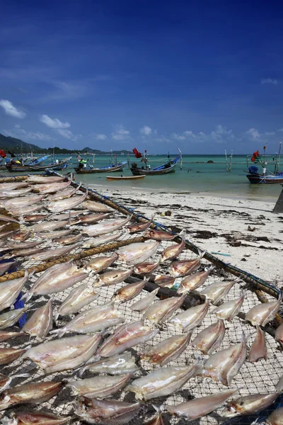 Thailand, koh samui (samui island), lokala fiskebåtar och fisk torkning wit — Stockfoto