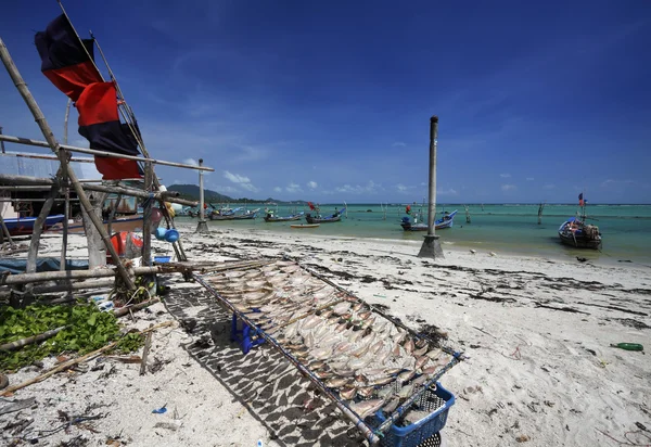 Tayland, koh samui (samui Adası), yerel balıkçı tekneleri ve zekâ kurutma balık — Stok fotoğraf