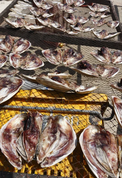 Thajsko, koh samui, ryby sušení se sluncem — Stock fotografie