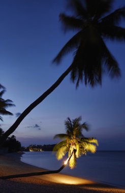 Tayland, koh samui (samui Adası), Hindistan cevizi hurma ağaçları güneş plaj