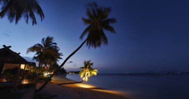 Tayland, koh samui (samui Adası), Hindistan cevizi hurma ağaçları güneş plaj