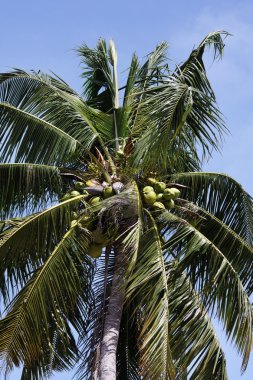 Tayland, koh samui (samui Adası), Hindistan cevizi hurma ağacı sahilde