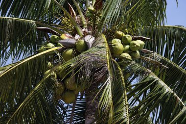 Tayland, koh samui (samui Adası), Hindistan cevizi hurma ağacı sahilde