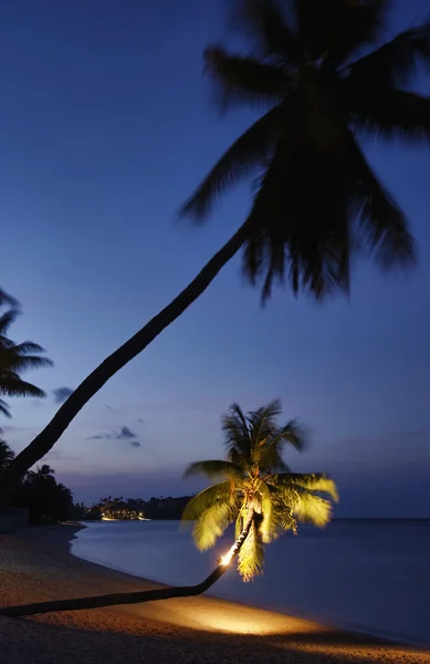 Thailand, Koh Samui (Samui Island), coconut palm trees on the beach at suns — Stock Photo, Image