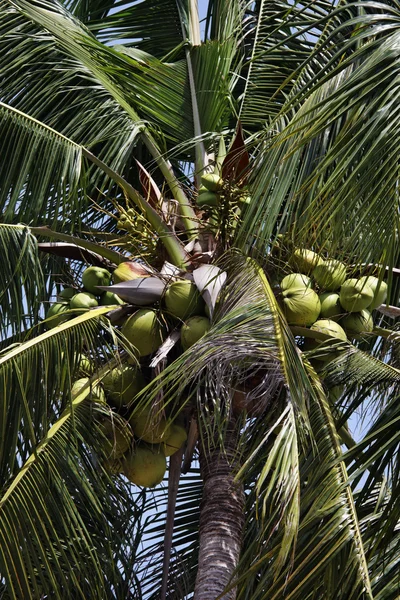 태국, 코 사무이 (samui 섬), 해변에서 코코넛 야 자 나무 — 스톡 사진