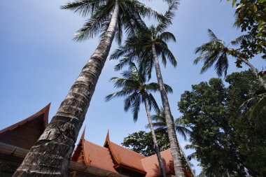 Tayland, koh samui (samui Adası), Beach Tayland tatil