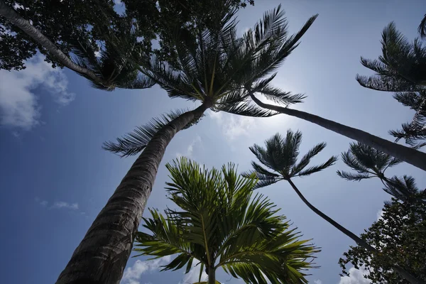 Таиланд, Ко Самуи (остров Самуи), кокосовые пальмы на пляже — стоковое фото