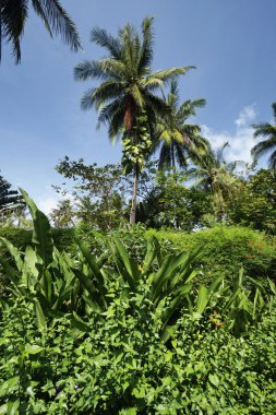 Tayland, koh samui (samui Adası), Hindistan cevizi hurma ağaçları ve tropik bitki örtüsü