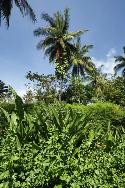 Thailand, Koh Samui (Samui-Insel), Kokospalmen und tropische Vegetation — Stockfoto