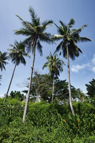 Thailand, koh samui (samui island), kokos palmer och tropisk vegetation — Stockfoto
