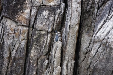 Tayland, koh nangyuan (nangyuan ada), ada buzlu cormoran