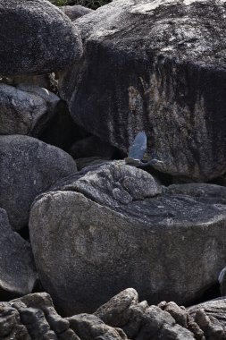 Tayland, koh nangyuan (nangyuan ada), ada buzlu cormoran