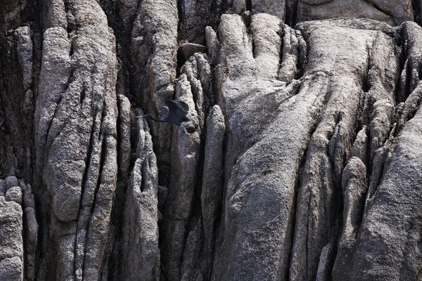 Tailandia, Koh Nangyuan (Isla de Nangyuan), un cormorán en las rocas de la isla — Foto de Stock