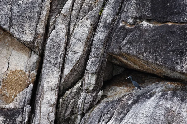 Thailand, Koh Nangyuan (Nangyuan Island), a cormoran on the rocks of the island — Stock Photo, Image