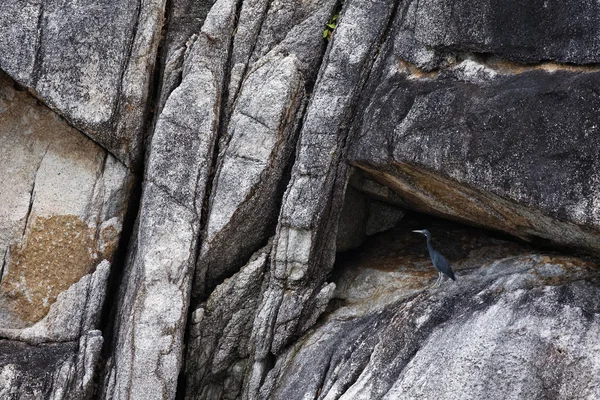 Tailândia, Koh Nangyuan (Ilha Nangyuan), um corvo-marinho nas rochas da ilha — Fotografia de Stock