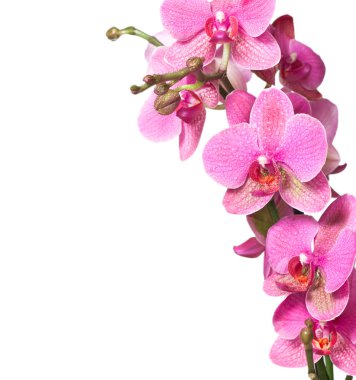 Pink orchid clipart