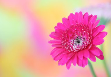 Pink gerbera clipart